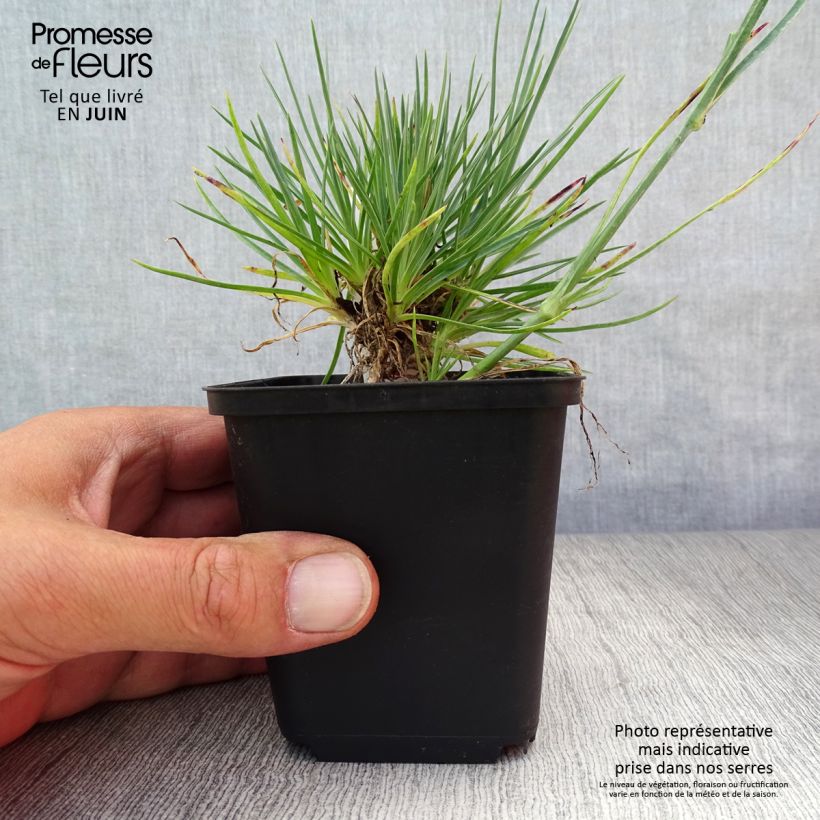 Exemplar von Feder-Nelke Desmond - Dianthus plumarius Kleine Töpfe von 8/9 cm wie im Sommer geliefert