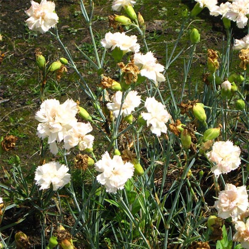 Feder-Nelke Devon Cream - Dianthus plumarius (Flowering)