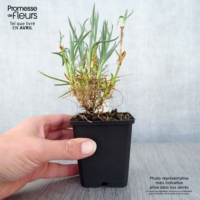 Example of Feder-Nelke Devon Cream - Dianthus plumarius Kleine Töpfe von 8/9 cm as you get in printemps