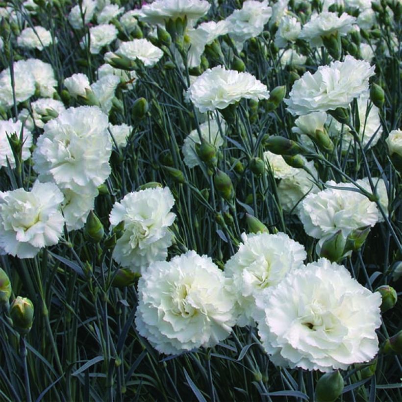 Feder-Nelke Devon Dove - Dianthus plumarius (Flowering)