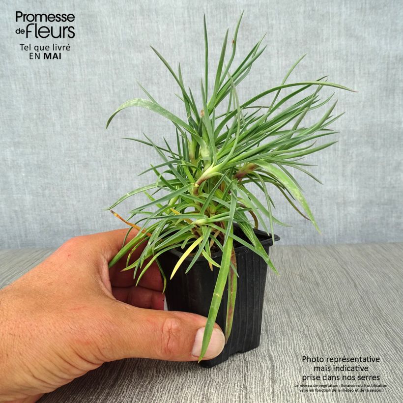 Example of Feder-Nelke Devon Dove - Dianthus plumarius Kleine Töpfe von 7/8 cm as you get in printemps