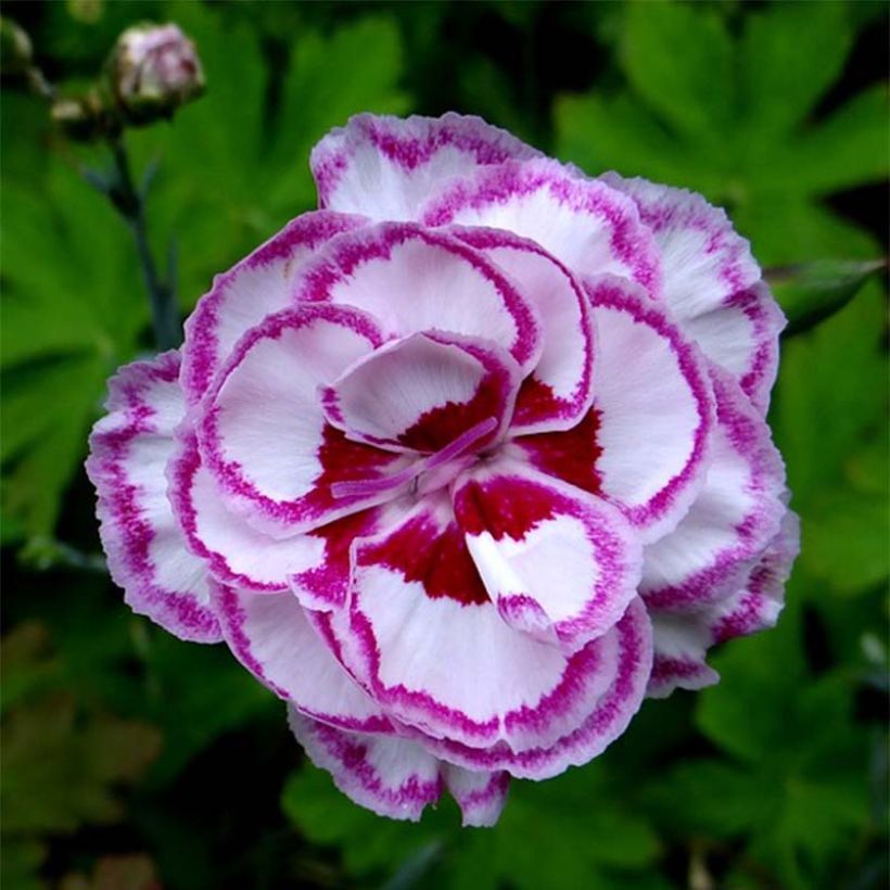 Feder-Nelke Gran's Favourite - Dianthus plumarius (Flowering)