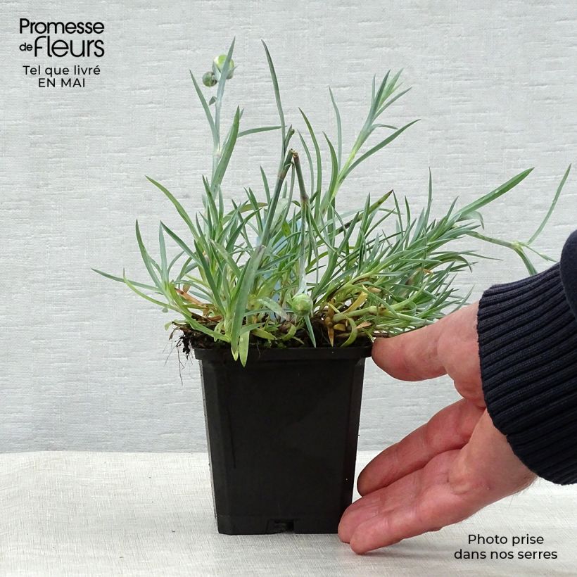 Exemplar von Feder-Nelke Ine - Dianthus plumarius Kleine Töpfe von 8/9 cm wie im Frühjahr geliefert