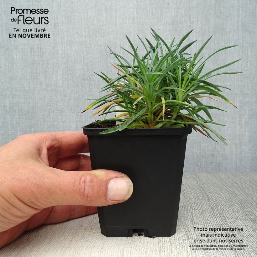 Exemplar von Feder-Nelke Ine - Dianthus plumarius Kleine Töpfe von 8/9 cm wie im Herbst geliefert