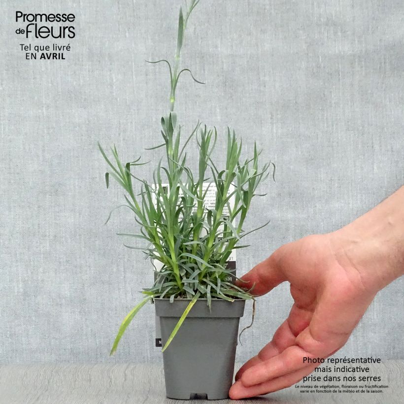 Example of Feder-Nelke Lady in Red - Dianthus plumarius Kleine Töpfe von 8/9 cm as you get in printemps