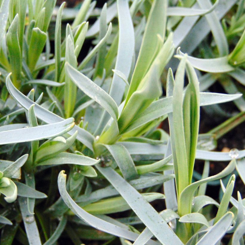 Feder-Nelke Lady in Red - Dianthus plumarius (Foliage)