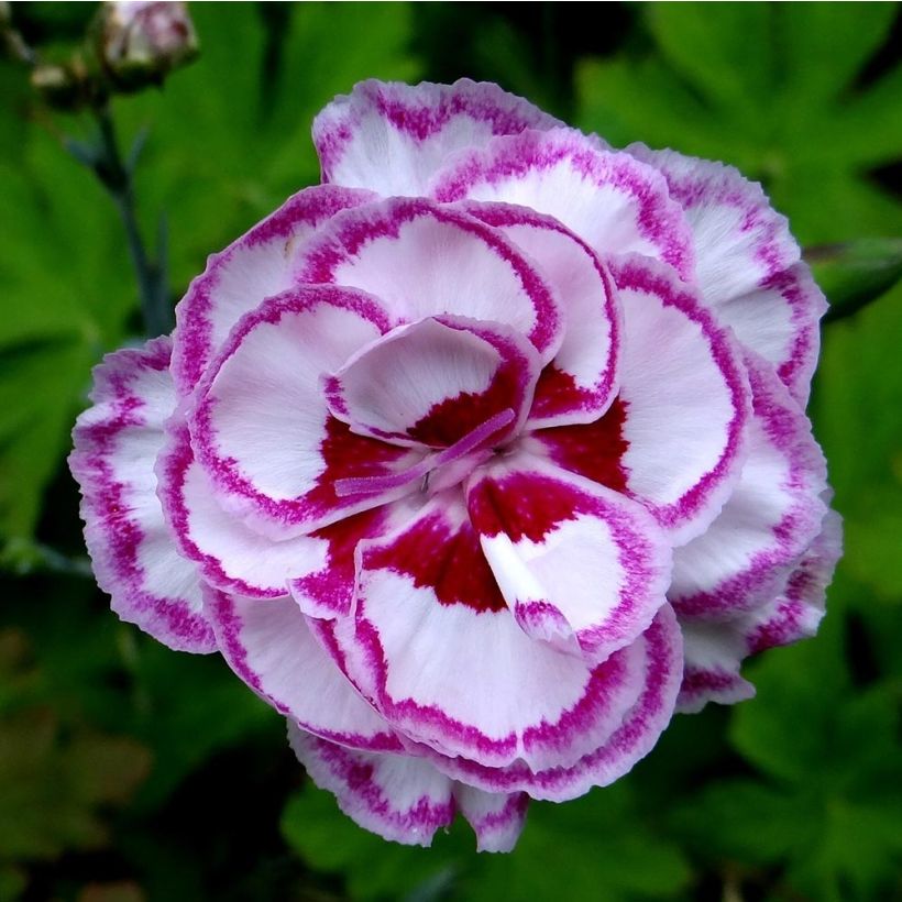 Feder-Nelke Moulin Rouge - Dianthus plumarius (Flowering)