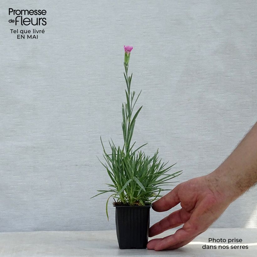 Example of Feder-Nelke Moulin Rouge - Dianthus plumarius Kleine Töpfe von 7/8 cm as you get in printemps