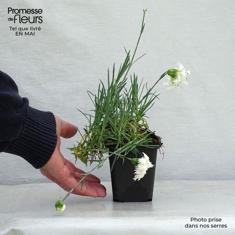 Example of Feder-Nelke Mrs Sinkins - Dianthus plumarius Kleine Töpfe von 8/9 cm as you get in printemps