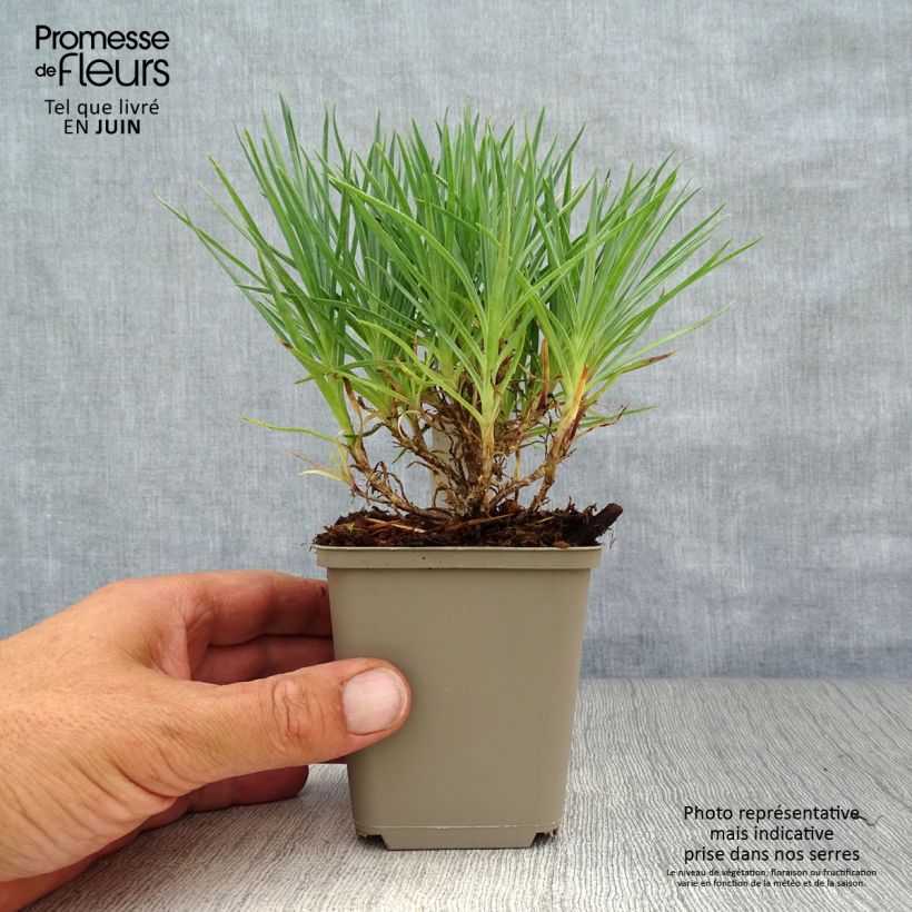 Exemplar von Feder-Nelke Munot - Dianthus plumarius Kleine Töpfe von 8/9 cm wie im Sommer geliefert