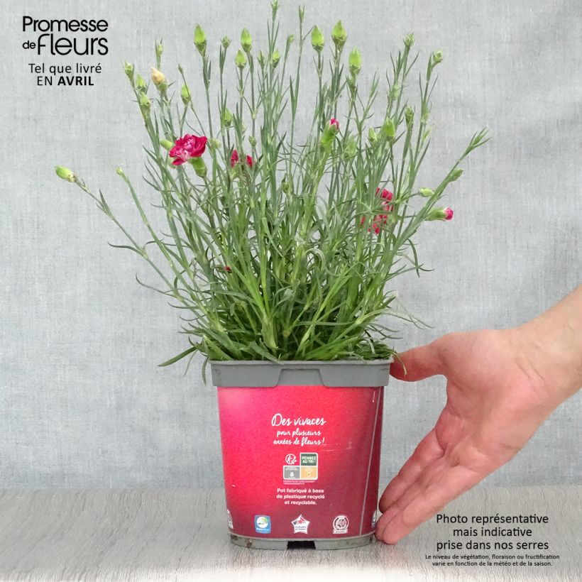 Exemplar von Feder-Nelke Passion Hot Red - Dianthus plumarius Topf mit 2L/3L wie im Frühjahr geliefert