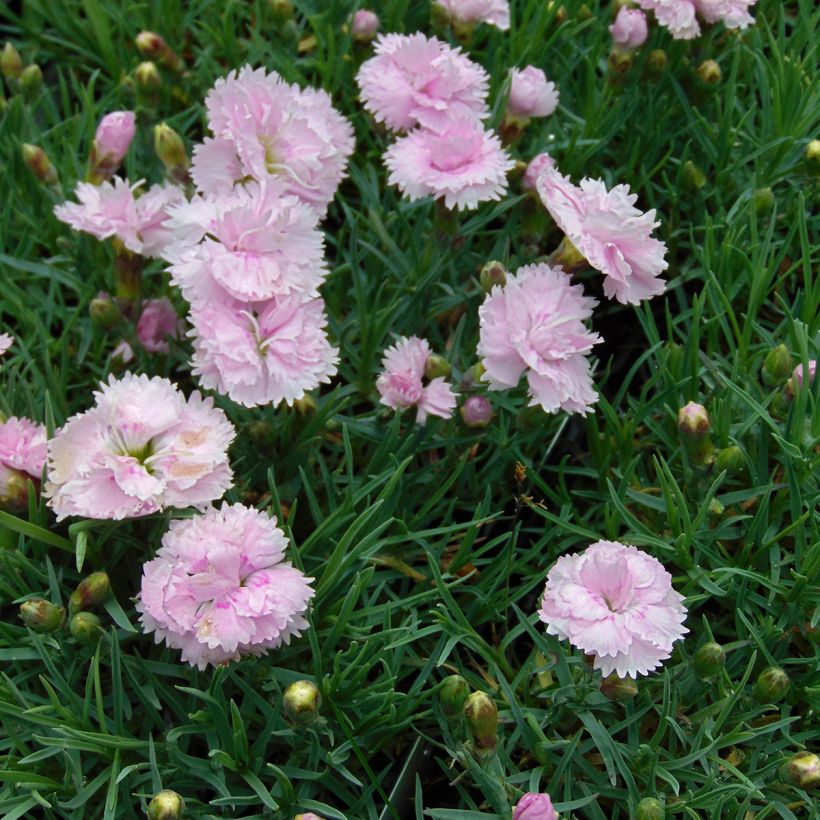 Feder-Nelke Pike s Pink - Dianthus plumarius (Wuchs)