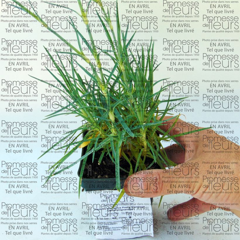 Beispiel eines Exemplars von Feder-Nelke Pretty Flamingo - Dianthus plumarius Kleine Töpfe von 8/9 cm wie geliefert