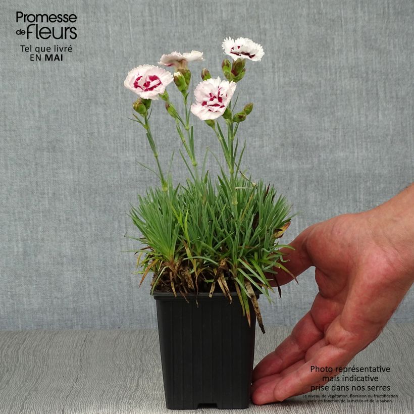Example of Feder-Nelke Scent First Coconut Sundae - Dianthus plumarius Kleine Töpfe von 7/8 cm as you get in printemps
