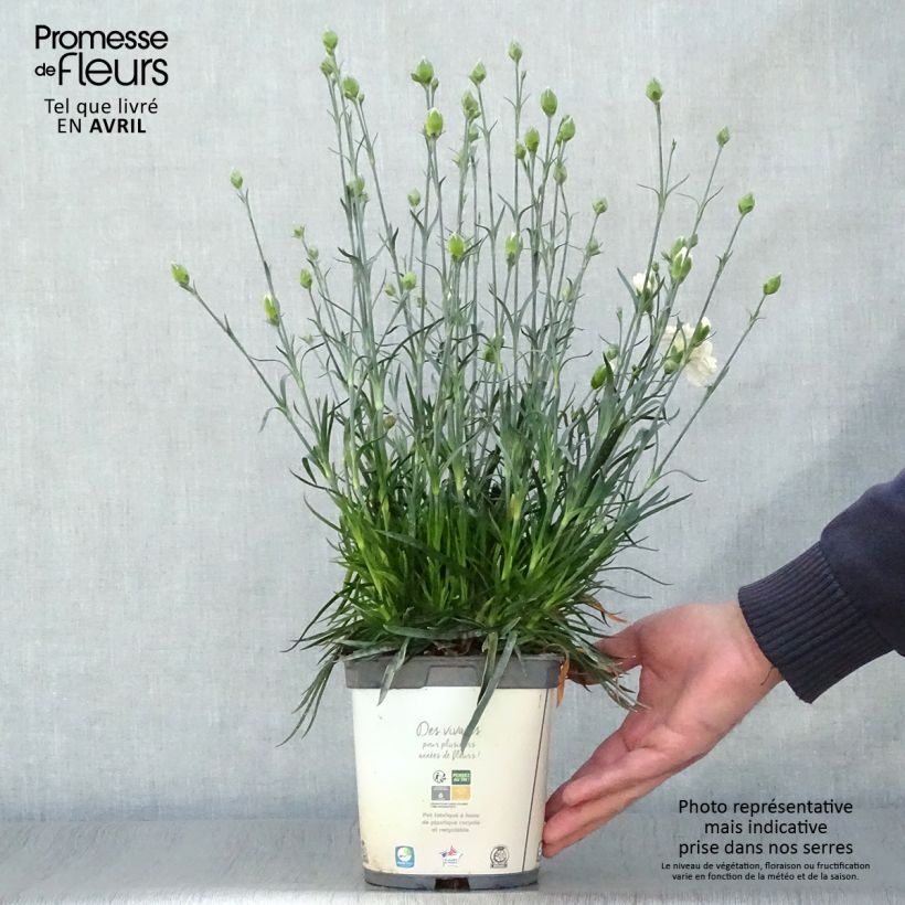 Example of Feder-Nelke Scent First Memories - Dianthus plumarius Topf mit 2L/3L as you get in printemps