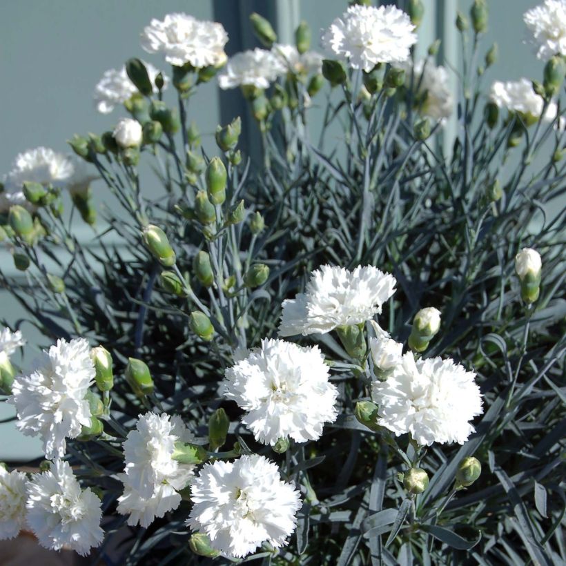 Feder-Nelke Scent First Memories - Dianthus plumarius (Plant habit)
