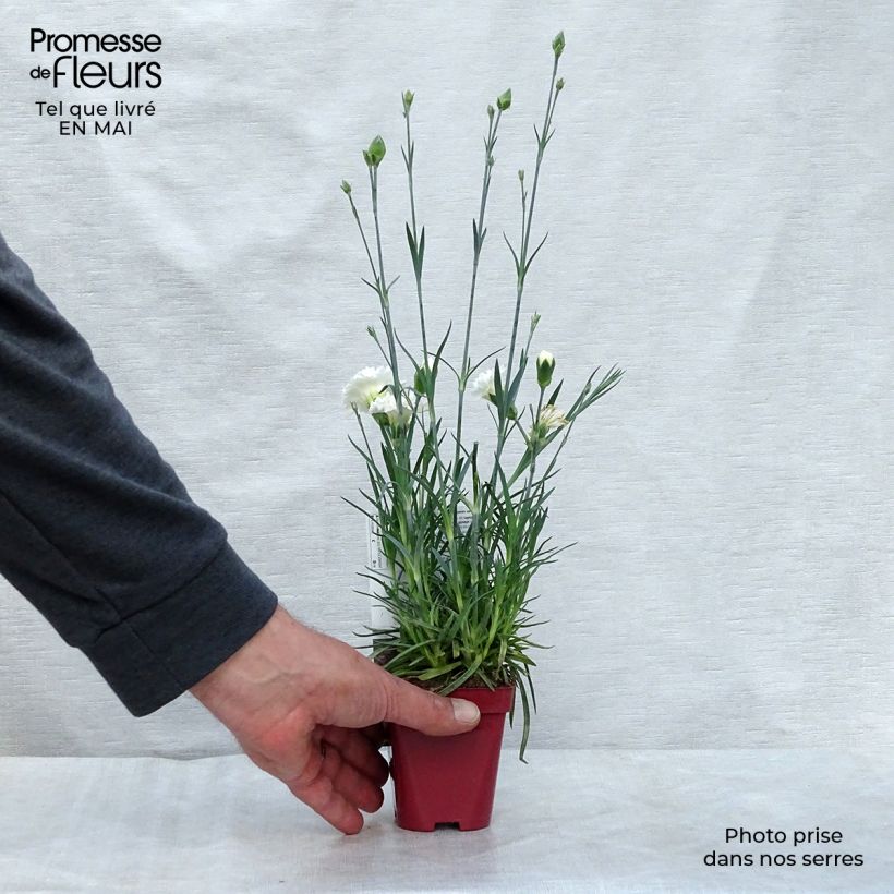 Example of Feder-Nelke Scent First Memories - Dianthus plumarius Kleine Töpfe von 7/8 cm as you get in printemps