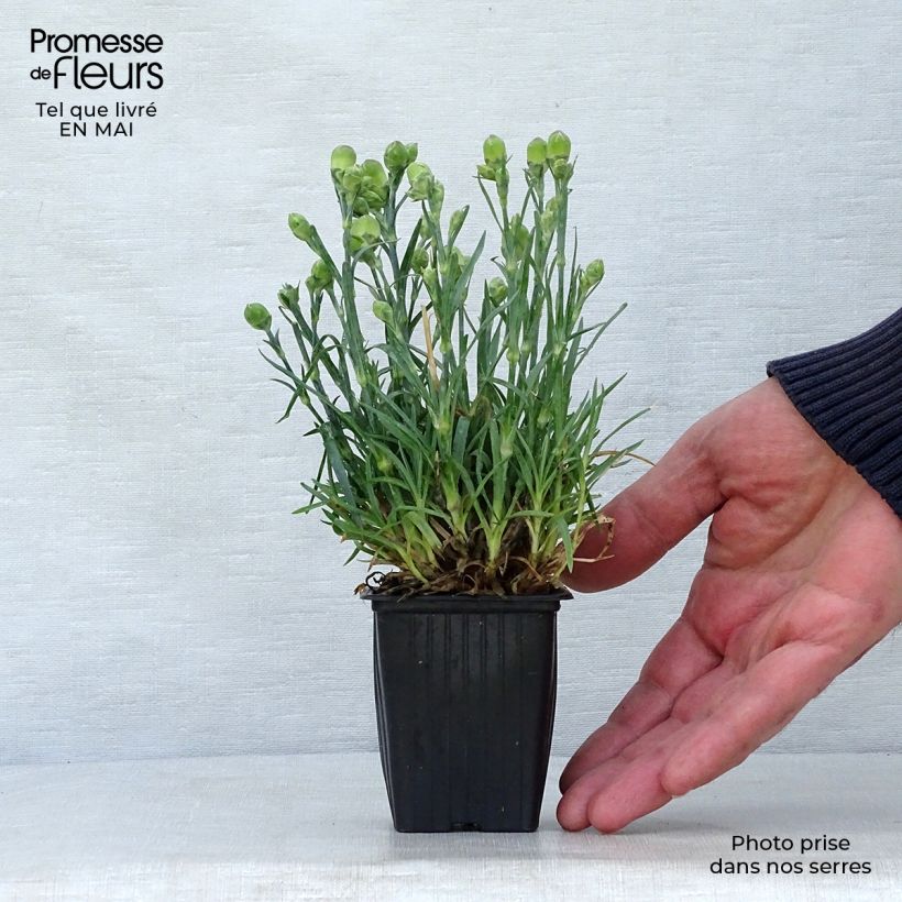 Exemplar von Feder-Nelke Scent First Raspberry Sundae - Dianthus plumarius Kleine Töpfe von 7/8 cm wie im Frühjahr geliefert