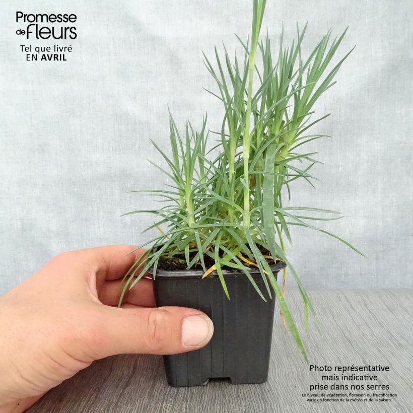 Example of Feder-Nelke Scent First Romance - Dianthus plumarius Kleine Töpfe von 7/8 cm as you get in printemps