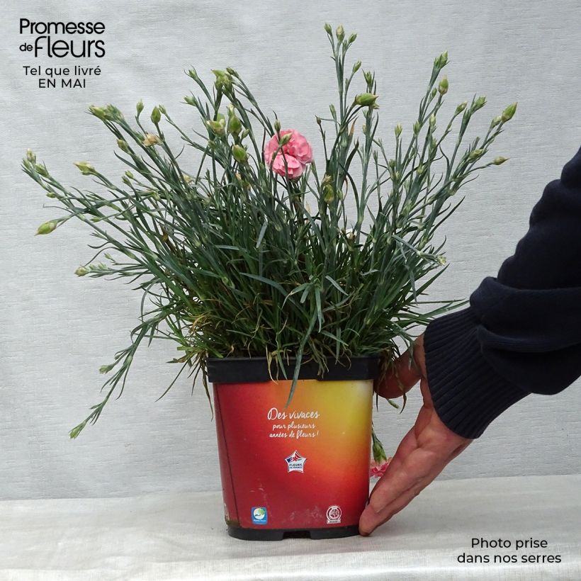 Example of Feder-Nelke Scent First Romance - Dianthus plumarius Topf mit 2L/3L as you get in printemps