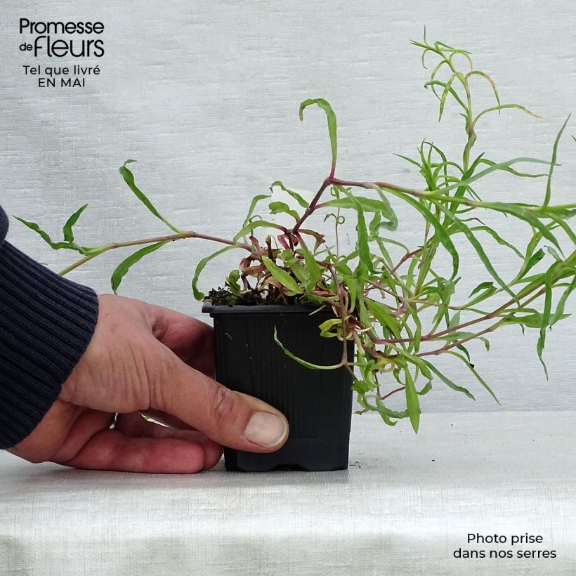 Exemplar von Pracht-Nelke - Dianthus superbus Kleine Töpfe von 8/9 cm wie im Frühjahr geliefert