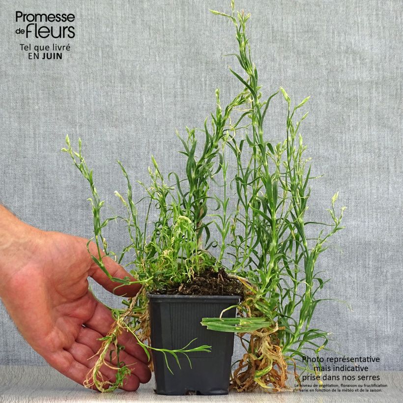 Exemplar von Pracht-Nelke - Dianthus superbus Kleine Töpfe von 8/9 cm wie im Sommer geliefert