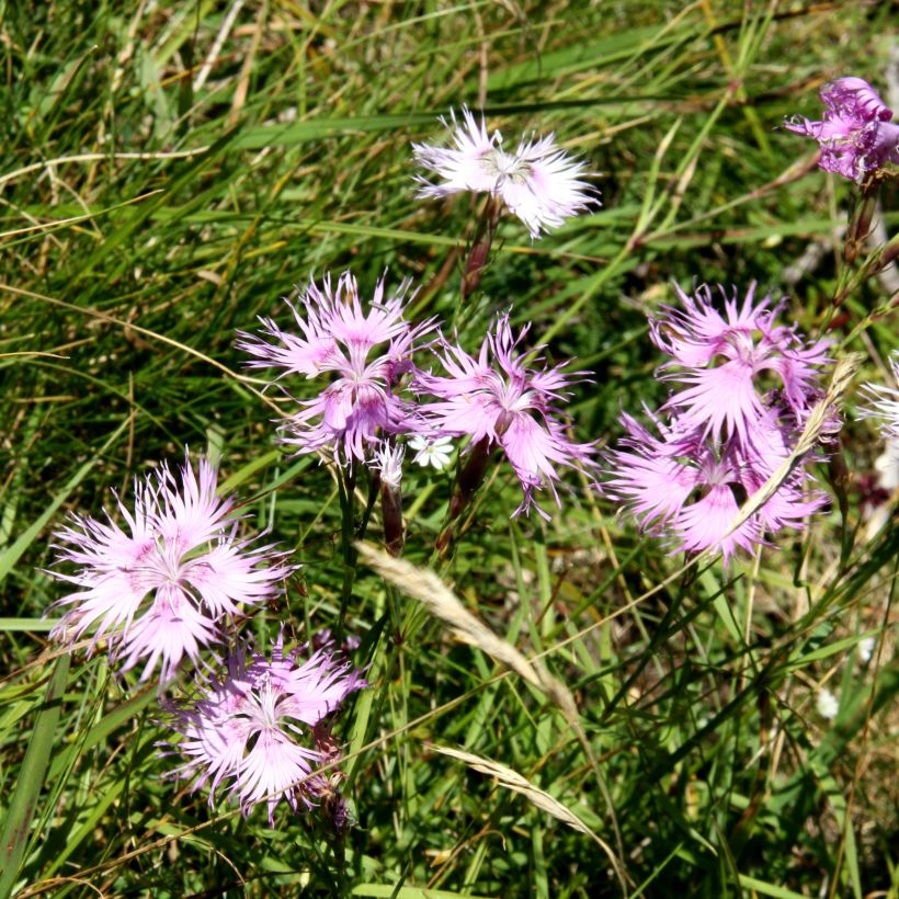 Pracht-Nelke Primadonna - Dianthus superbus (Wuchs)