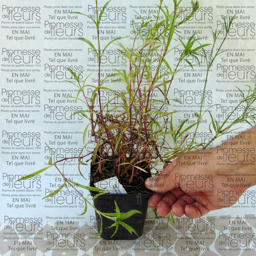 Beispiel eines Exemplars von Pracht-Nelke Primadonna - Dianthus superbus Kleine Töpfe von 7/8 cm wie geliefert