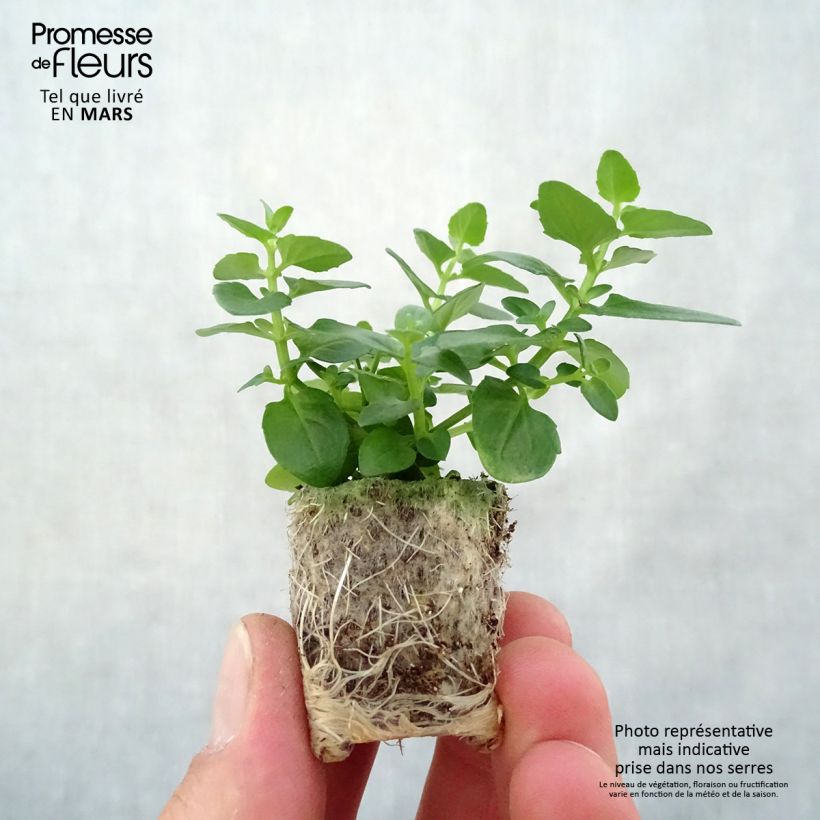 Example of Diascia Breeze Plus Pink - Lachsblume Mini-Plug Ø 1,5/2,5 cm as you get in printemps