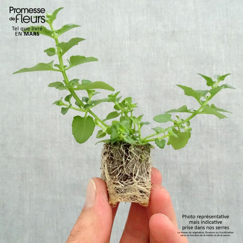 Exemplar von Diascia Breeze Plus White - Lachsblume Mini-Plug Ø 1,5/2,5 cm wie im Frühjahr geliefert