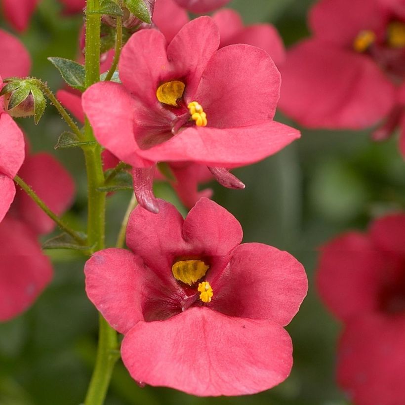 Diascia Genta Ruby - Lachsblume (Blüte)