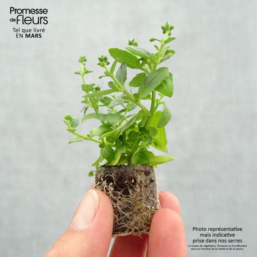 Exemplar von Diascia Genta Ruby - Lachsblume Mini-Plug Ø 3/4 cm wie im Frühjahr geliefert