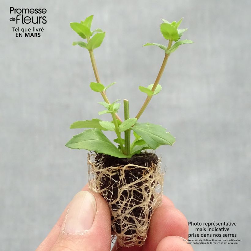 Exemplar von Diascia Sundascia Up Peach - Lachsblume Mini-Plug Ø 1,5/2,5 cm wie im Frühjahr geliefert