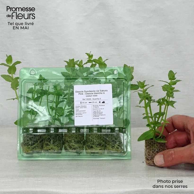 Exemplar von Diascia Sundascia Up Sakura Pink - Lachsblume Mini-Plug Ø 1,5/2,5 cm wie im Frühjahr geliefert