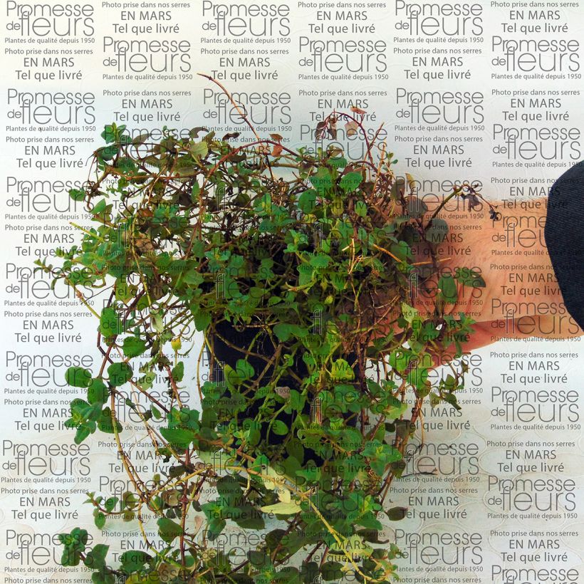 Beispiel eines Exemplars von Diascia Blackthorn Apricot - Lachsblume Kleine Töpfe von 8/9 cm wie geliefert