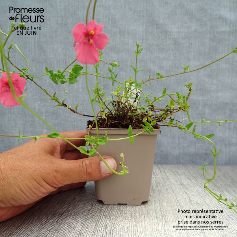 Exemplar von Diascia Ruby Field - Lachsblume Kleine Töpfe von 8/9 cm wie im Sommer geliefert