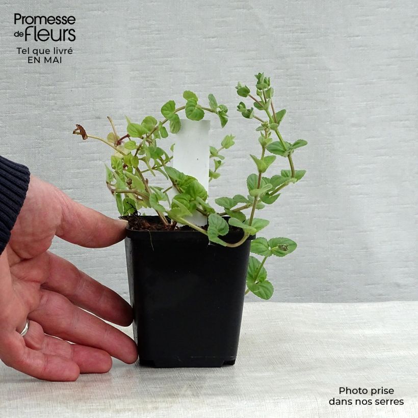 Exemplar von Diascia fetcaniensis - Lachsblume Kleine Töpfe von 8/9 cm wie im Frühjahr geliefert