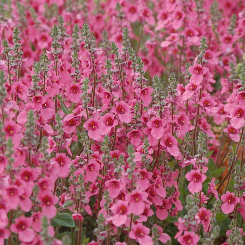 Diascia integerrima - Lachsblume (Wuchs)
