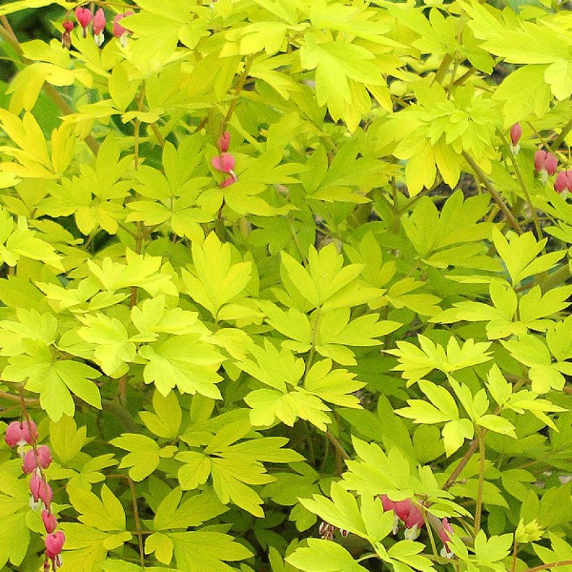 Dicentra spectabilis Goldheart - Tränendes Herz (Foliage)
