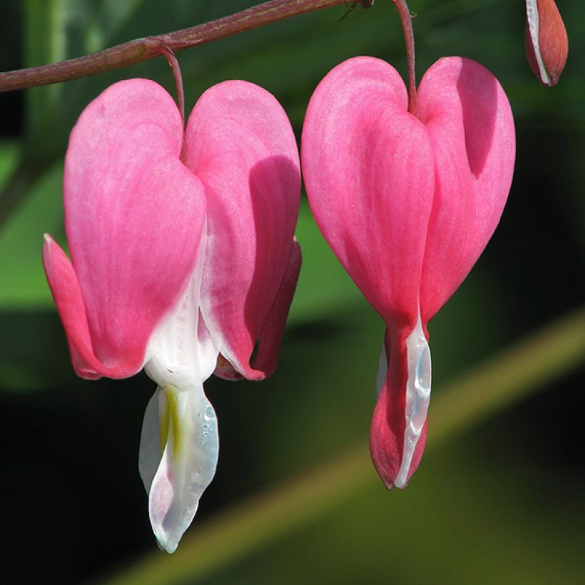 Dicentra spectabilis Goldheart - Tränendes Herz (Flowering)