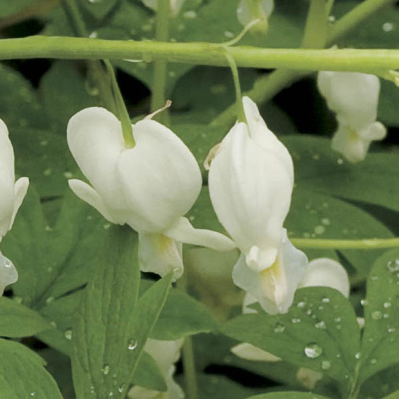 Dicentra spectabilis Alba - Tränendes Herz (Flowering)