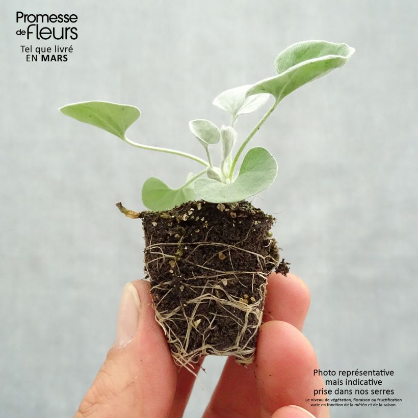 Exemplar von Dichondra argentea Silver Falls - Silberregen Mini-Plug Ø 3/4 cm wie im Frühjahr geliefert