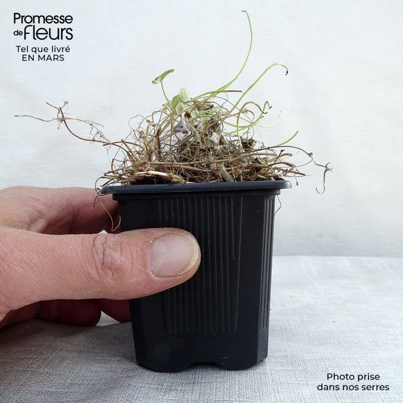 Example of Dichondra repens Kleine Töpfe von 8/9 cm as you get in printemps