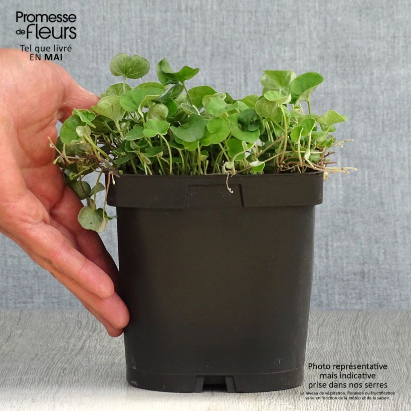 Example of Dichondra repens Topf mit 2L/3L as you get in printemps