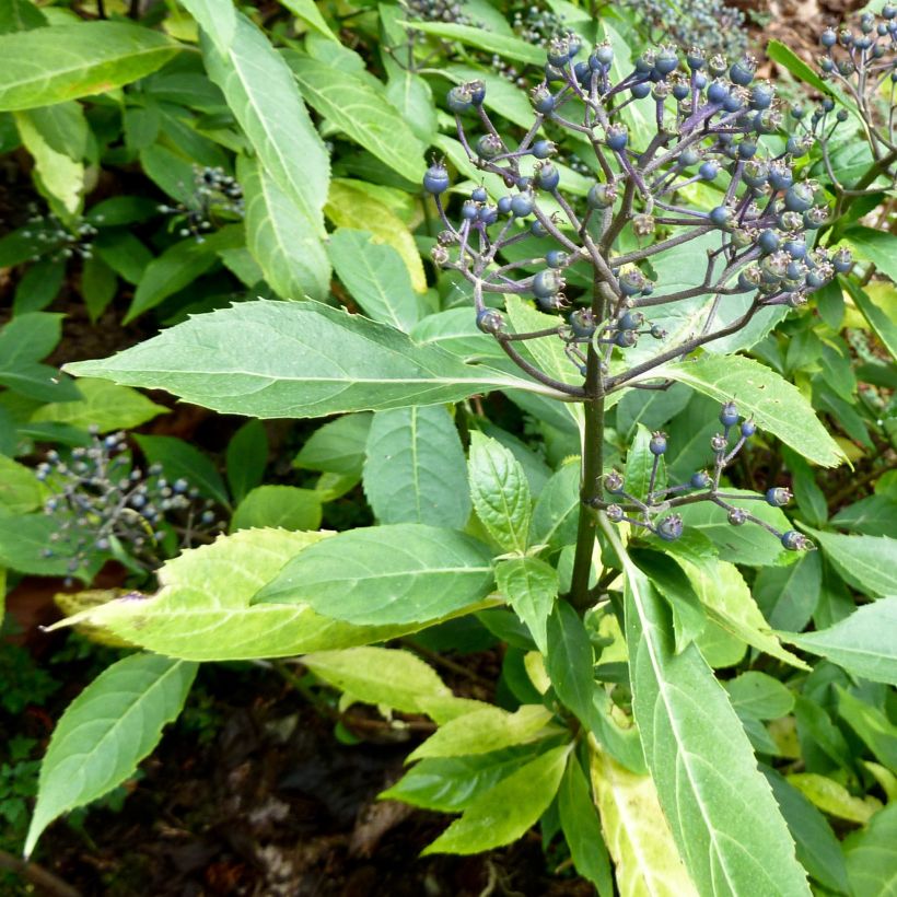 Dichroa febrifuga (Wuchs)