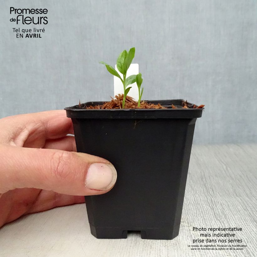 Exemplar von Dictamnus albus var. purpureus - Diptam Kleine Töpfe von 8/9 cm wie im Frühjahr geliefert