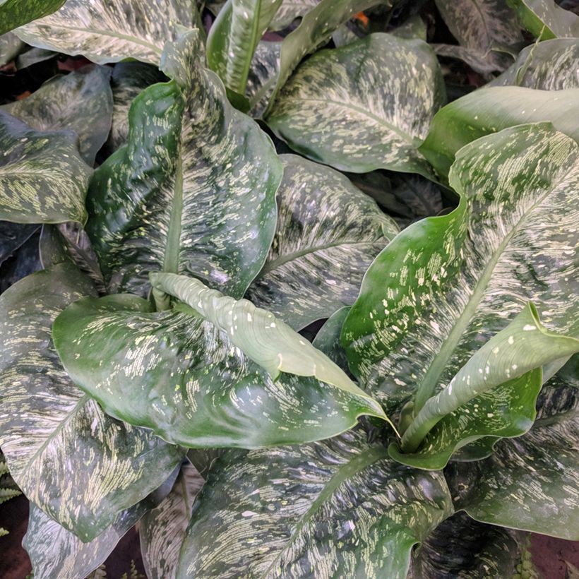 Dieffenbachia Tropic Snow (Laub)