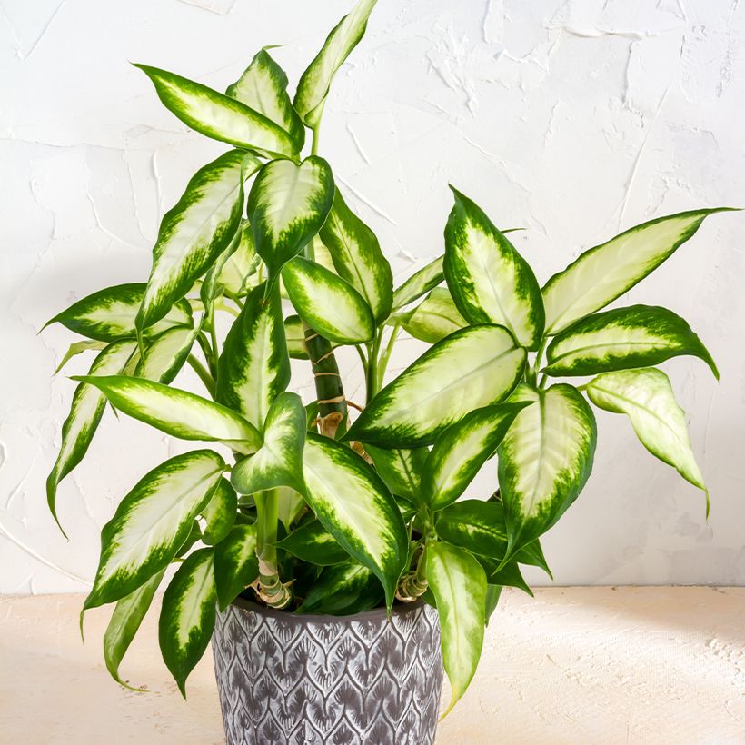 Dieffenbachia Camilla (Foliage)
