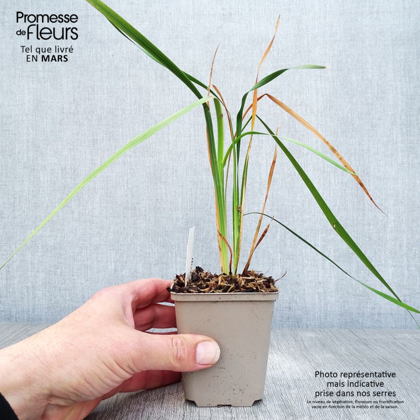 Example of Dierama pulcherrimum Dark Cerise - Trichterschwertel Kleine Töpfe von 8/9 cm as you get in printemps