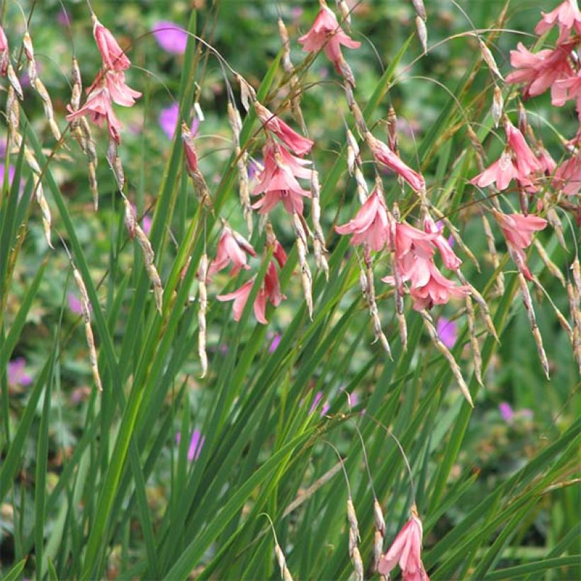 Dierama igneum - Trichterschwertel (Plant habit)